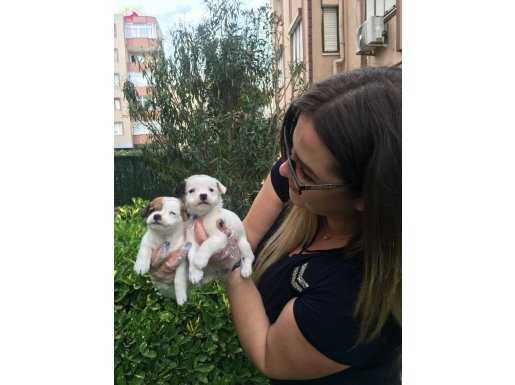 Kısa Bacak Orjinal Jack Russel Yavrularımız 