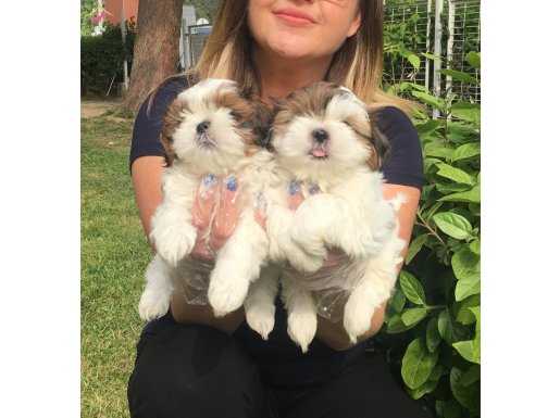 Orjinal Shih Tzu Bebekler