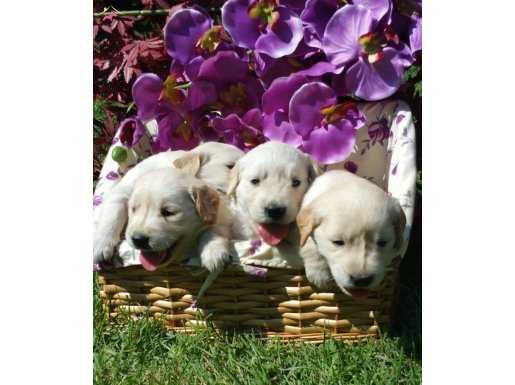 Golden Retriever Yavrularımız 