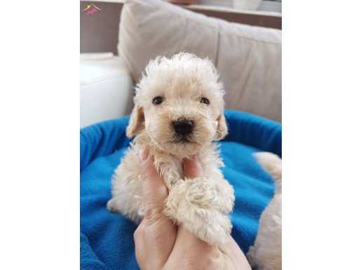 Apricot Poodle Yavrularımız 