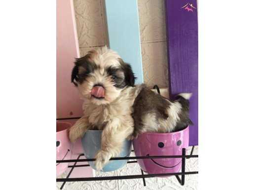 SHİH TZU SAF IRK YAVRULARIM 