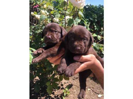 Irk Garantili Labrador Bebeklerimiz