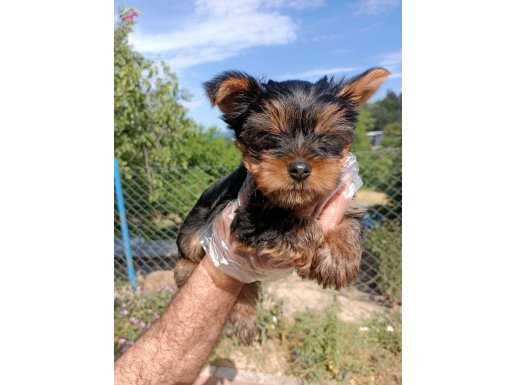 Mini boy Yorkshire Terrier Yavrularimiz
