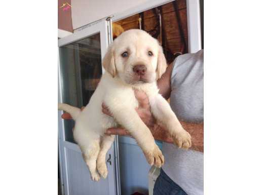 Mükemmel Kalite Labrador Yavrularım