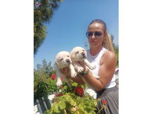 Mükemmel Kalite Şampanya Labrador 