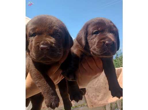 Çikolata Labrador Retriever Yavrularımız 