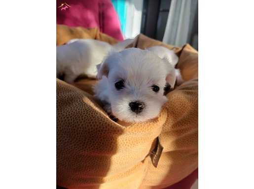 Mini boy kar Beyaz maltese Bebekler 