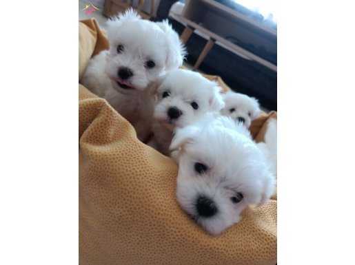 Mükemmel Maltese Bebeklerin 