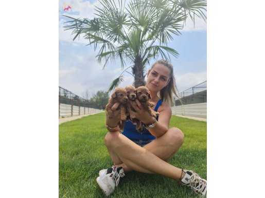 Mükemmel Kalite Minik Poodle yavrularımız