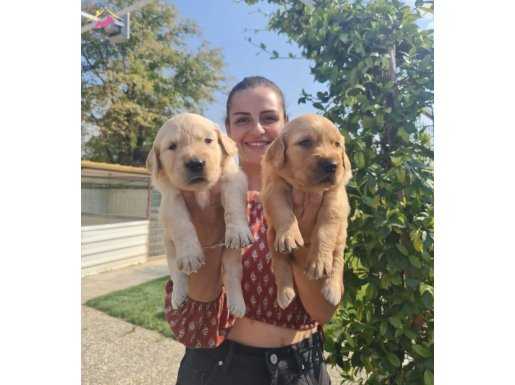 Baby Face Golden Bebeklerr