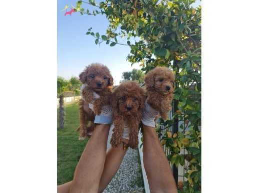 Mükemmel Red Toy Poodle yavrularimiz