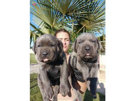 İtalyan Mastiff Blue Erkek Corso Bebekler 