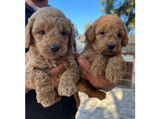 Mükemmel Poodle Bebeklerim