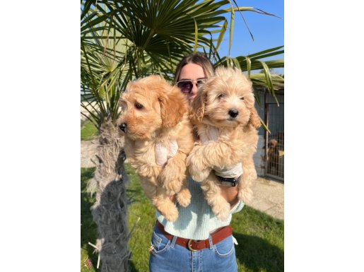 Mükemmel Maltipoo Bebeklerimiz 
