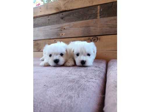 Mini boy Karr beyaz Maltese bebeklerim