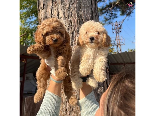 Apricot ve Red Poodle yavrularımız