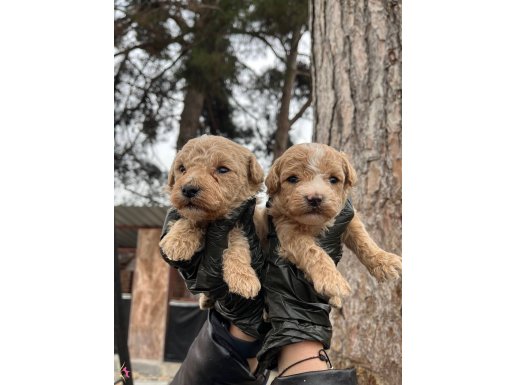 Mükemmel kalite maltipoo bebekler