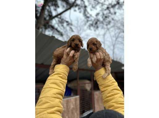 Yeni Nesil Cockapoo yavrularımız 