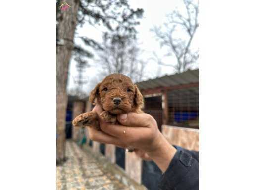 Red Poodle Erkek Bebek