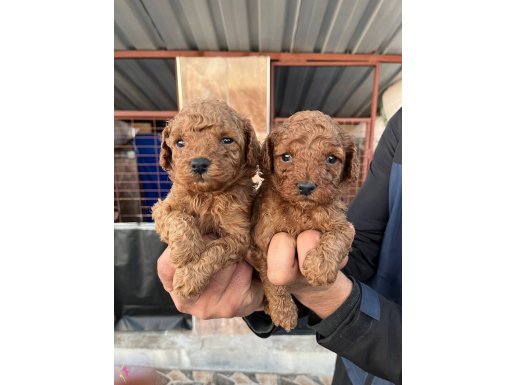 Toy Poodle Yavrularımız ırk ve sağlık garantili bebekler