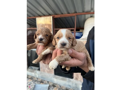Irk ve sağlık garantili Maltipoo Bebeklerimiz