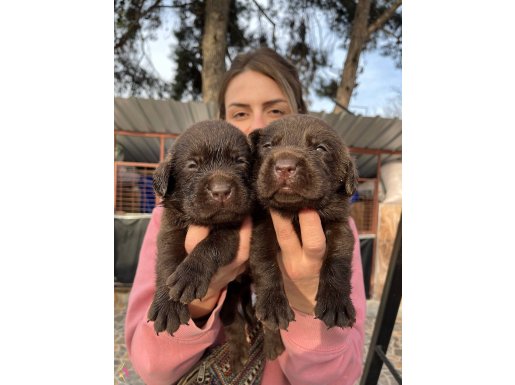 Çikolata Labrador Yavrularımız