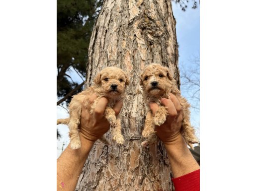 Mükemmel Maltipoo Bebeklerimiz