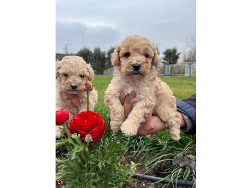 Irkının en güzelii Maltipoo bebekler