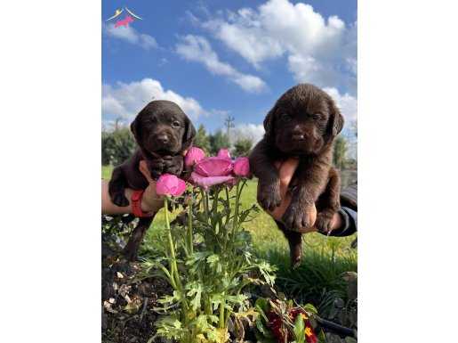  Mükemmel kalitede çikolata Labrador