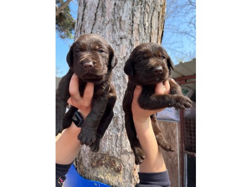 Üst Kalite Labrador Yavrularımız