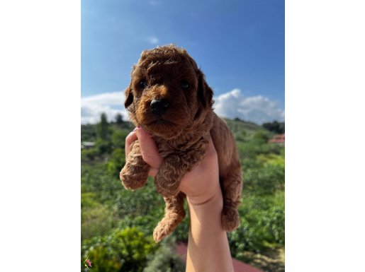 Red Apricot Poodle Bebeklerim