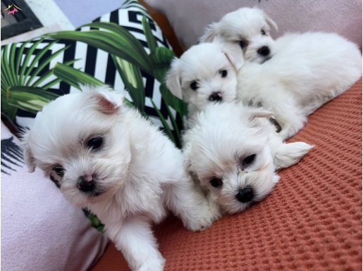 Kar Beyaz Orjinal Malta Terrier Mini boy
