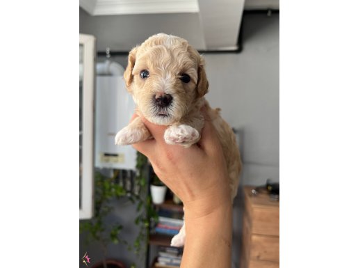 Özel Üretim Maltipoo Bebekler