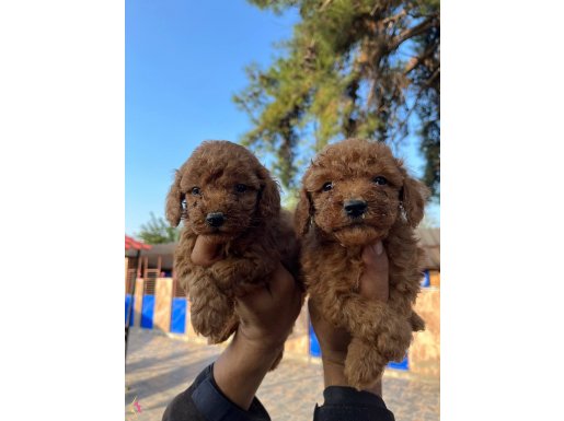 Red Toy Poodle Bebeklerimiz