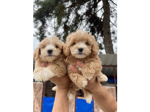 Maltipoo Mükemmel Bebekler