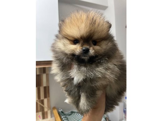 Pomeranian Boo erkek yavruluz