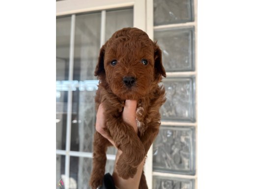 Üst Kalite Red Toy Poodle Yavrular 