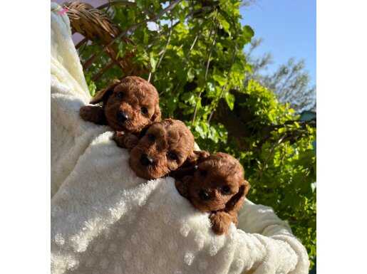 Çiçek gibi Toy Red Poodle Bebeklerimiz 