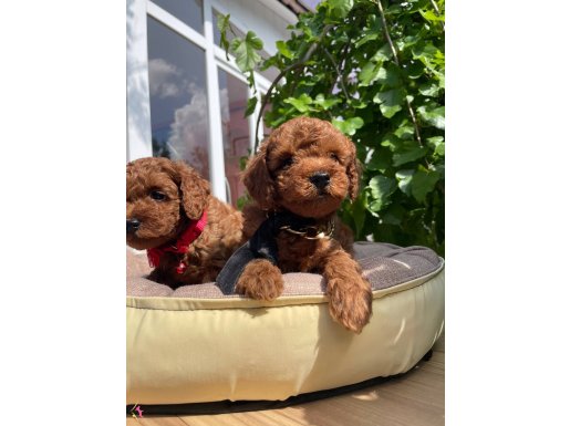 Orjinal Kore Poodle Bebekler ped eğitimli