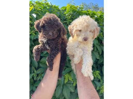 Renk Renk Lagotto Bebekler 