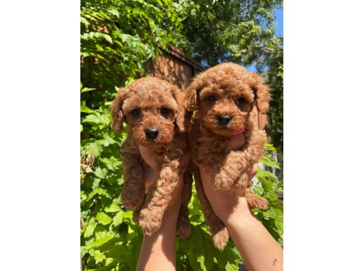 Red Toy Poodle Ped eğitimli Bebbekler