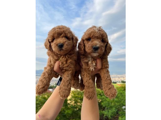 Toy Poodle Yavrularımız