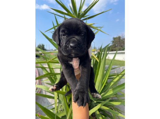 Cane Corso Mükemmel Kan hattı 
