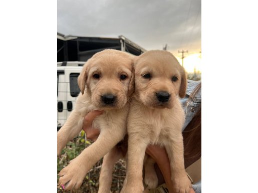 Üst Kalite Labrador yavrularımız