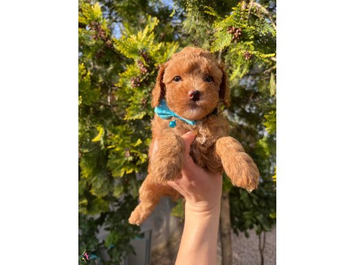 Apricot Minyatür Poodle Ped eğitimli yavrular 