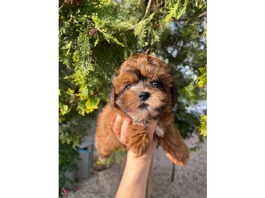 ShihPoo erkek Bebek