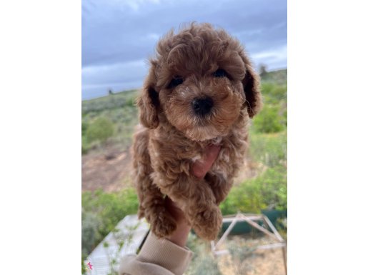 Toy Poodle Bebekler 