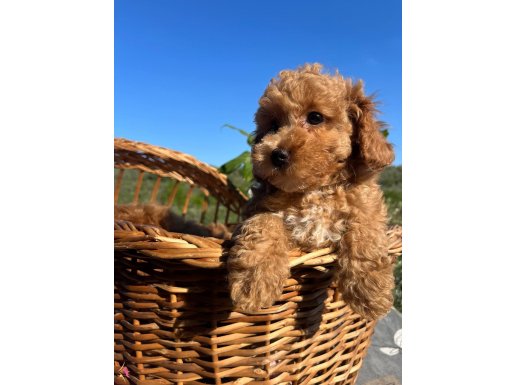 Apricot Minyatür Poodle Bebekler ped eğitimli