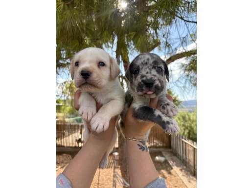 TR de tek Egzotic Cane Corso Yavrular