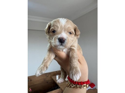 Kore Maltipo Bebekler